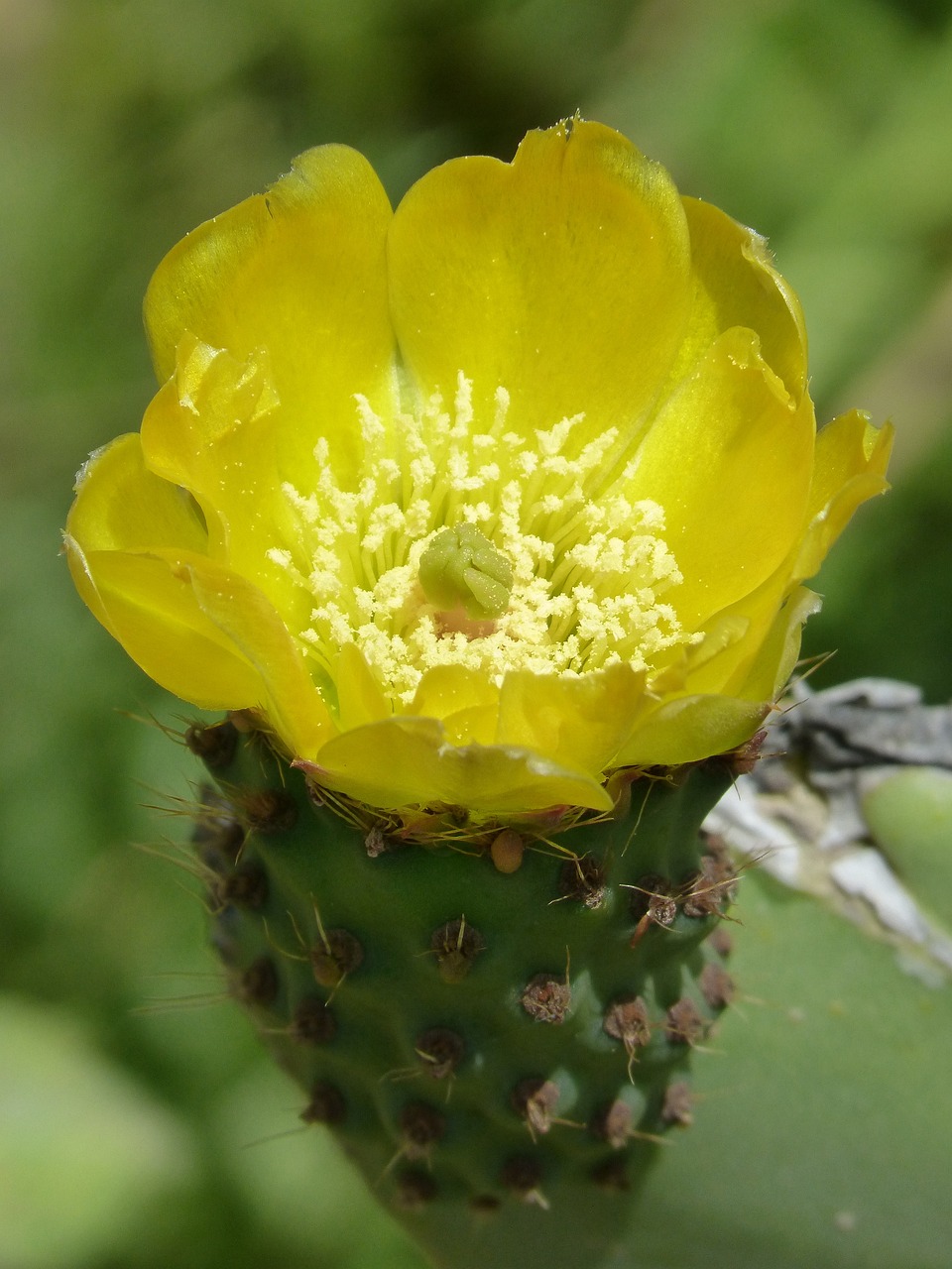 cactus, flo chumbera, prickly pear cactus-3464903.jpg